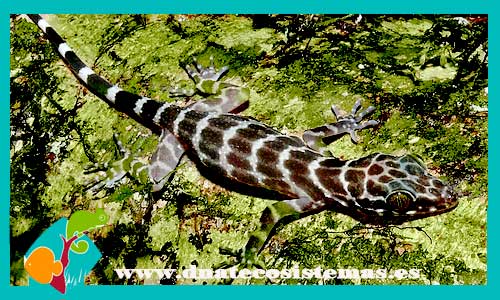 gecko-cyrtodactylus-consobrinus-ad-venta-tienda-de-reptiles-online-venta-de-gecko-online-venta-de-gecko-baratos-dnatecosistemas