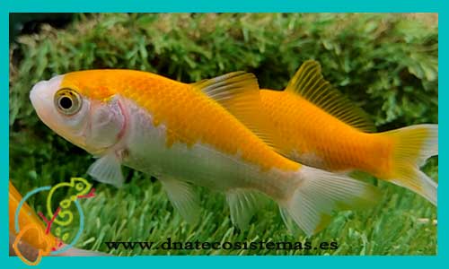 oferta-cometa-amarillo-y-blanco-4-5cm-tienda-online-peces-venta-de-peces-compra-de-peces-online-peces-baratos