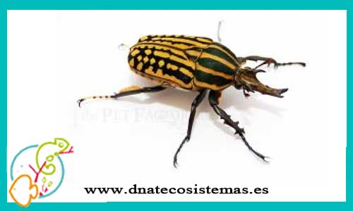 oferta-venta-escarabajo-gigante-adornado-mecynorrhina-savagei-tienda-de-invertebrados-baratos-online-venta-insectos-economicos-por-internet-tienda-mascotas-rebajas-online