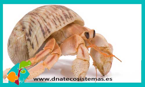 hermit-crab-cangrejo-ermitano-crustaceo