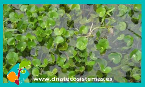 heteranthera-reniformis-plantas-para-acuarios-de-agua-dulce