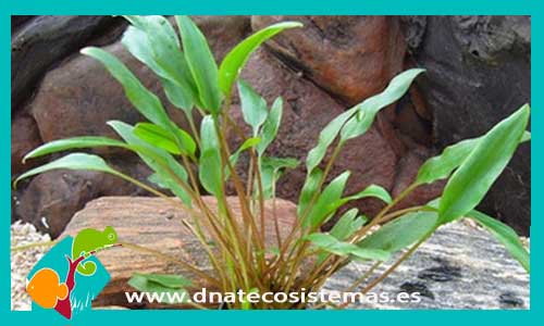 cryptocoryne-lutea-plantas-para-acuarios-de-agua-dulce