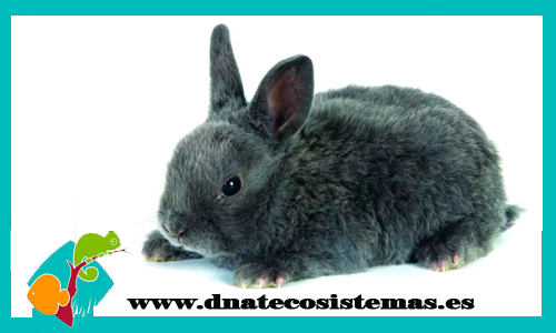 conejo-rex-gris-chip-tienda-conejo-online-accesorios-juguetes-comida-golosinas-conejos
