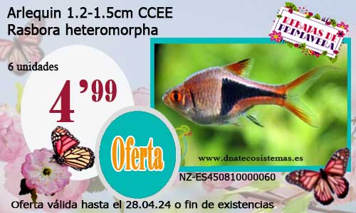 10-04-24-oferta-tetra-arlequin-1.2-1.5-cm-ccee-rasbora-heteromorpha-venta-de-peces-rasbora-online-tienda-de-peces