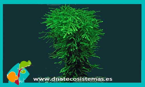 musgo-sipky-tarrina-100ml-taxyphyllum-plantas-para-acuarios-de-agua-dulce