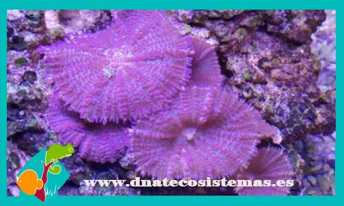 rhodacthys-sp-rhodactis-indosinesis-coral-peludo-tienda-de-peces-online-acuario-led-plantas-algas-rocas-cuevas-arena