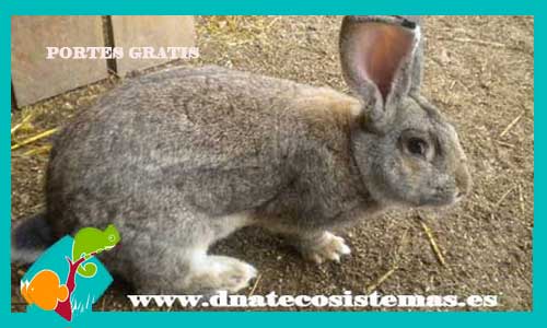 conejo-gigante-de-flande-sconejo-angora-blanco-gris-tienda-online-mascotas-conejo-accesorios-zanahorias-arena-juguetes