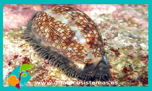 caraco-cypraea-maritia-arabica-caracol-marino-tienda-de-peces-online