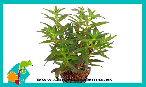 ambulia-limnophila-aromatica-plantas-para-acuarios-de-agua-dulce