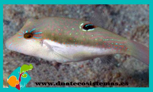 canthigaster-bennetti-tienda-de-peces-online-peces-por-internet-mundo-marino-todo-marino