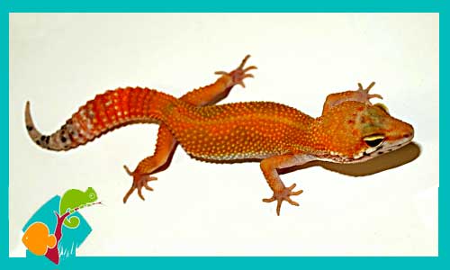 gecko-leopardo-mandarina-eublepharis-macularius-tangerine-dnatecosistemas-ventaonline-venta-de-repitiles-internet-reptiles-baratos-terrarios-urnas-termocalentadores-calentadores-lamparas-fluorescentes-leds-termometros-troncos-adornos-decoracion