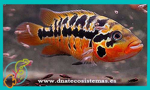oferta-venta-cichlasoma-jaguar-rojo-4-6cm-sel-parachromis-motaguensis-managuensis-friedrichsthalii-dovi-tienda-peces-online-venta-ciclidos-americanos-por-internet-tienda-mascotas-peces-cilcidos-rebjas-envio
