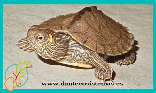 oferta-venta-tortuga-mapa-sur-2cm-ccee-graptemys-ouachitensis-manni-tienda-reptiles-baratos-online-venta-tortugas-economicas-por-internet-tienda-mascotas-rebajas-online