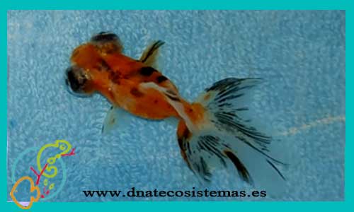 oferta-telescopico-mariposa-calico-5-6-cm-venta-de-peces-online-tienda-de-peces-online