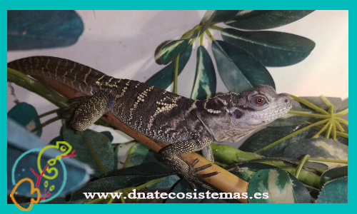 dragon-velado-hydrosaurus-microlophus-dragon-acuatico-s-m-chino-physignathus-cocincinus-tienda-y-venta-de-reptiles-online-venta-de-lagartos-baratos-por-internet-dnatecosistemas