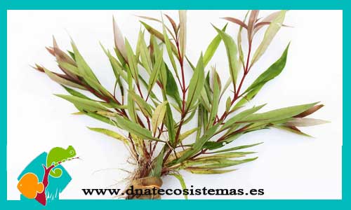 hygrophila-red-stem-corymbosa-green-plantas-para-acuarios-de-agua-dulce