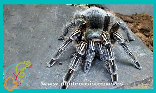 oferta-venta-tarantula-cebra-l-ccee-aphonopelma-seemani-tienda-de-invertebrados-baratos-online-venta-tarantulas-economicas-por-internet-tienda-mascotas-rebajas-online