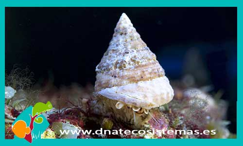 tectus-snail-frenestratu-caracol-super-herviboro--tienda-de-peces-online-peces-por-internet-mundo-marino-todo-marino