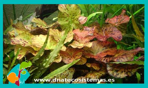 ninfea-stellata-bulbo-nymphaea-thailandesa-lotus-tienda-de-plantas-para-acuario-y-estanques-barata
