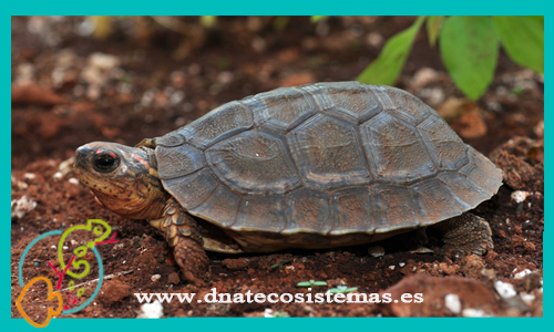 oferta-tortuga-monte-mexicana-rhinoclemys-areolata-tienda-de-reptiles-online-venta-tortuga-por-internet-tiendamascotasonline-barato-economico