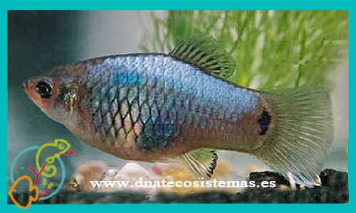 oferta-venta-platy-coral-azul-hembra-3.5-4cm-xiphophorus-maculatus-tienda-de-viviparos-baratos-online-venta-peces-agua-dulce-economicos-por-internet-tienda-molly-en-rebajas-online