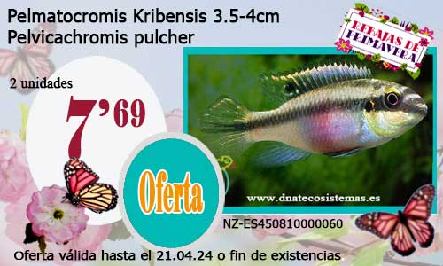 Pelmatocromis Kribensis  3.5-4cm.