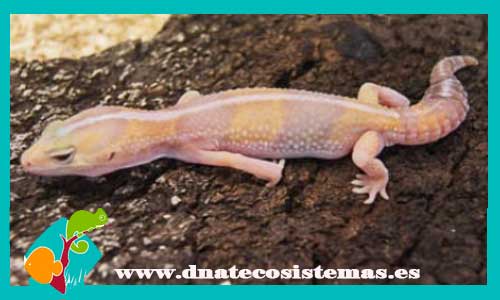 gecko-leopardo-africano-albino-m-hemitheconyx-caudicinctusdnatecosistemas-ventaonline-venta-de-repitiles-internet-reptiles-baratos-terrarios-urnas-lagarto-gecko-tienda-reptiles