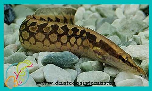 oferta-venta-anguila-leopardo-7-9cm-sel-mastacembelus-armatus-maculatus-tienda-peces-tropicales-venta-anguila-por-internet-tienda-mascotas-peces-rebajas-con-envio
