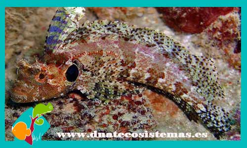 labrisomus-filamentosus-pez-marino-labrido-barato-tienda-y-venta-de-peces-nmarinos-dnatecosistemas