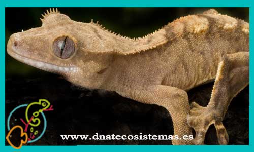 oferta-venta-gecko-crestado-ciliatus-m-l-ccee-rhacodactylus-ciliatus-tienda-de-reptiles-baratos-online-venta-de-geckos-economicos-por-internet-tienda-mascotas-rebajas-online