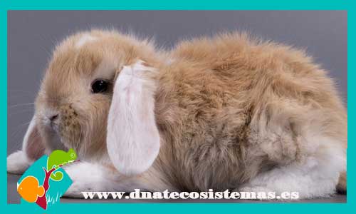 conejo--belier-con-orejas-blancas-con-chip-pedrigi-conejo-online-accesorios-juguetes-comida-golosinas-conejos