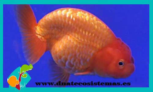 ranchu-rojo-naranja-cabeza-sel-de-leon-venta-de-peces-de-agua-fria-gold-fish-tienda-de-peces-online