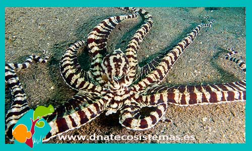 mimic-zebra-octopus-tienda-de-peces-online