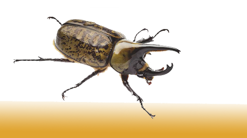 Escarabajos y Saltamontes
