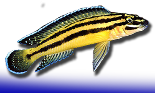 Ciclidos Julidochromis