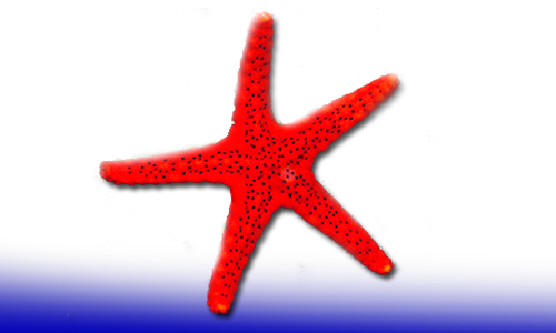 Estrellas de mar