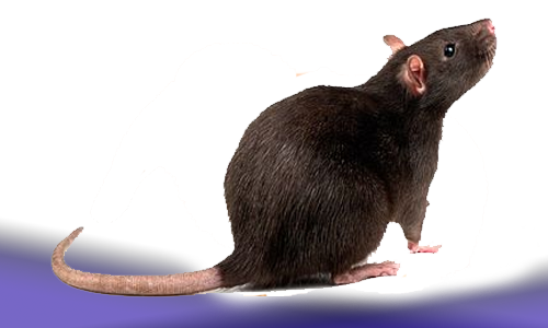 Ratas Animales