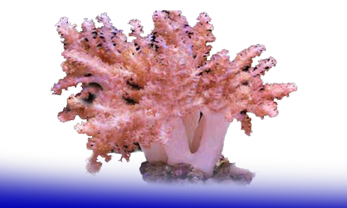 Coral Blando
