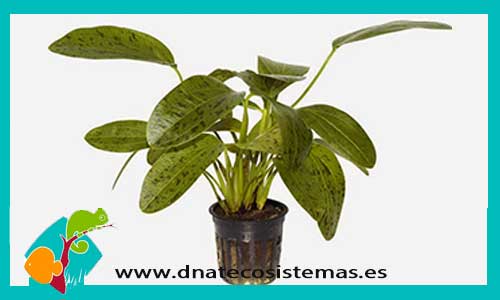 venta-green-echinodorus-ozelot-plantas-para-acuarios-de-agua-dulce