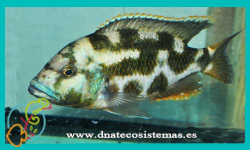 oferta-venta-haplochromis-livingtoni-4-5cm-ccee-tienda-peces-tropicales-baratos-online-venta-peces-africanos-lagos-malawi-economicos-por-internet-tienda-mascotas-dnatecosistemas-rebajas-online