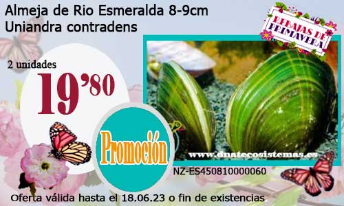 Almeja de Rio Esmeralda 8-9cm.