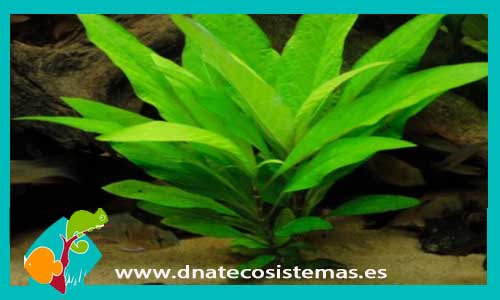 hygrophila-corymbosa-green-plantas-para-acuarios-de-agua-dulce