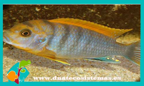 labidochromis-hongi-orange-3-4cm-tienda-de-peces-online-peces-por-internet-peces-venta-de-peces-africanos
