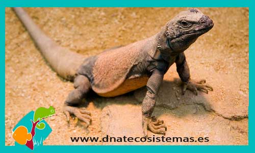 varano-chuckwalla-tienda-de-reptiles-online-anfibios-cuevas-plantas-terrario-sustrato