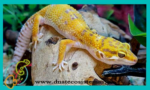 oferta-venta-gecko-leopardo-macularis-eublepharis-macularius-tienda-de-reptiles-baratos-online-venta-de-geckos-economicos-por-internet-tienda-mascotas-rebajas-online