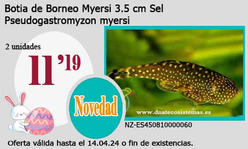 Botia de Borneo Myersi 3.5 cm Sel.