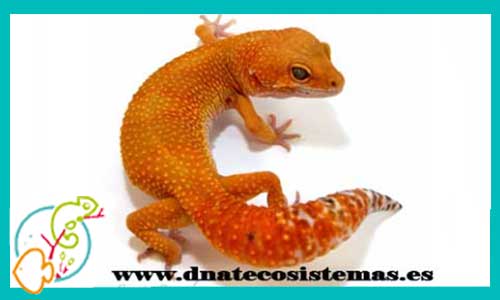 oferta-venta-gecko-leopardo-amarillo-cola-zanahoria-eublepharis-macularius-tienda-de-reptiles-baratos-online-venta-de-geckos-economicos-por-internet-tienda-mascotas-rebajas-online