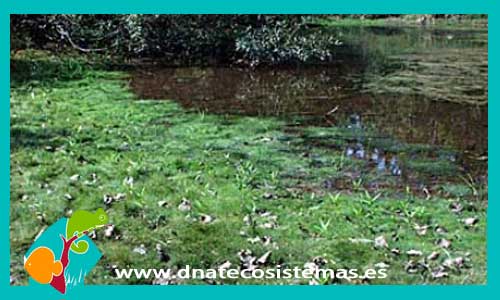 eleocharis-acicularis-plantas-para-acuarios-estanques-de-agua-dulce