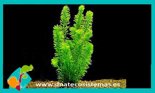 lagarsiphon-major-plantas-para-acuarios-de-agua-dulce