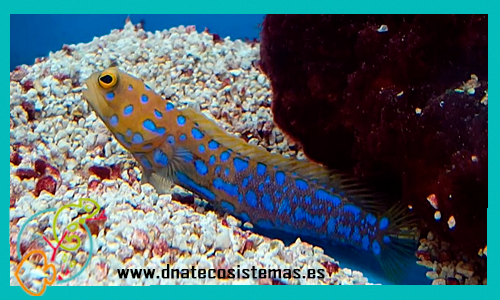 opistognathus-rosenblatti-tienda-tmc-l-de-peces-online-peces-por-internet-mundo-marino-peces-de-agua-salada-accesorios-comida-congelada-alimento-skimmer